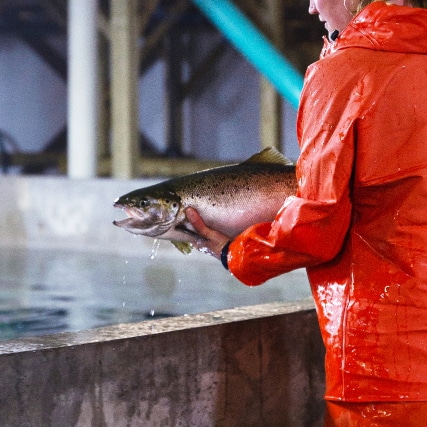 Fish in hand