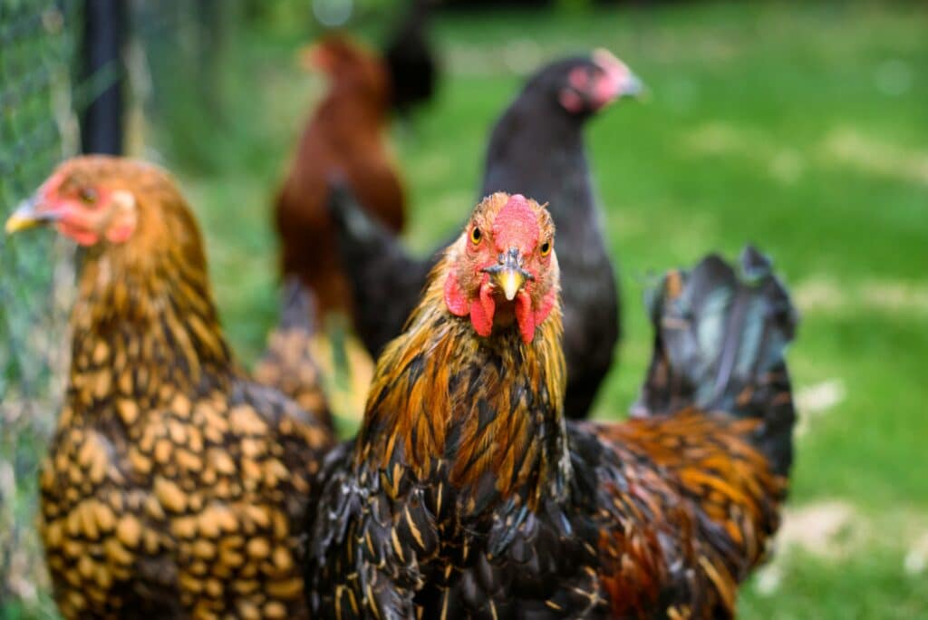 Chickens in the grass