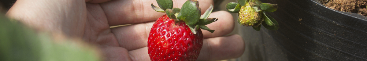Strawberry in Hand Strawberry in Hand